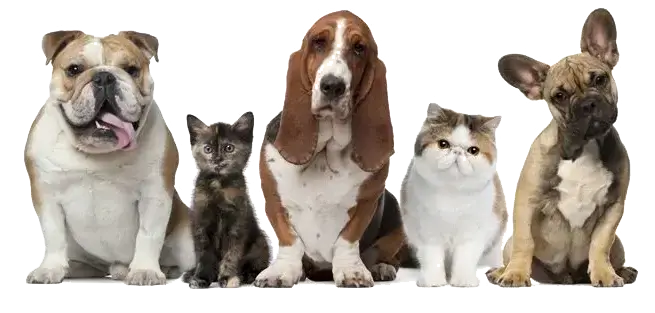 transport animaux de compagnie taxi